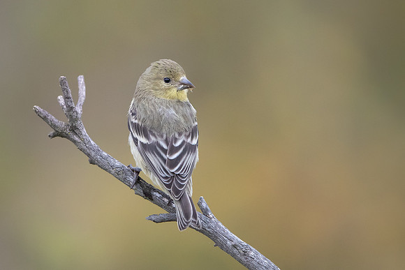 American Goldfinch