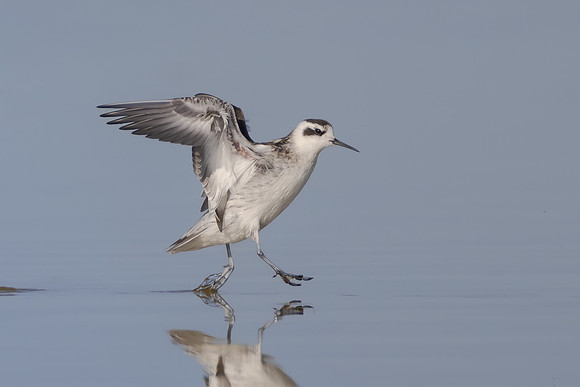 Red-necked Phalarope