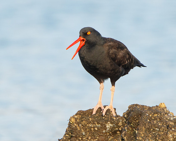 Black Oystercatcher