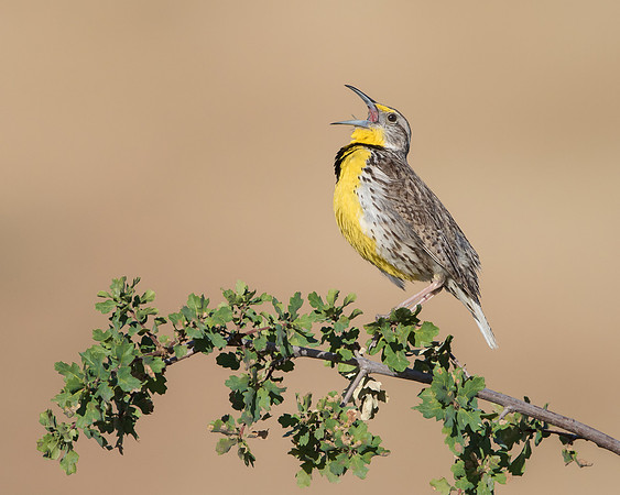 Western Meadowloark