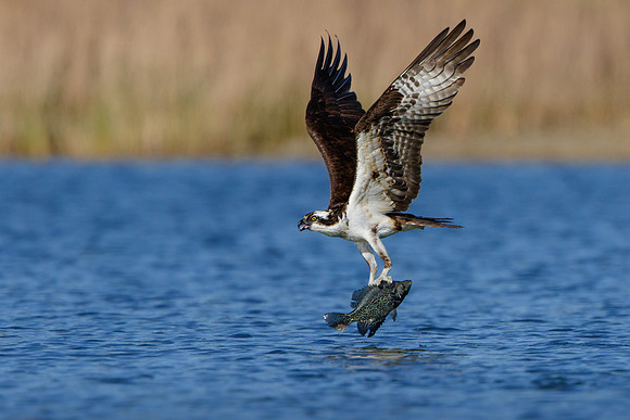Osprey #2