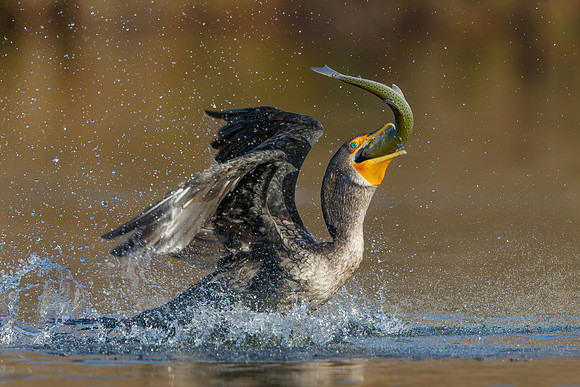 Double-crested Cormorant, with trout