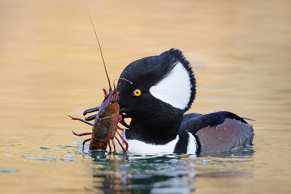 Hooded Merganser #2