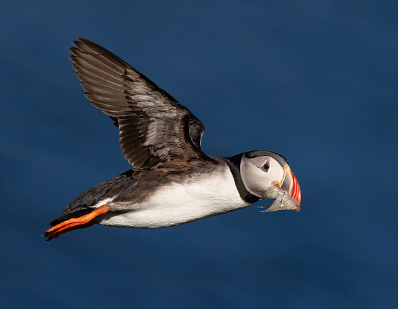 Atlantic Puffin