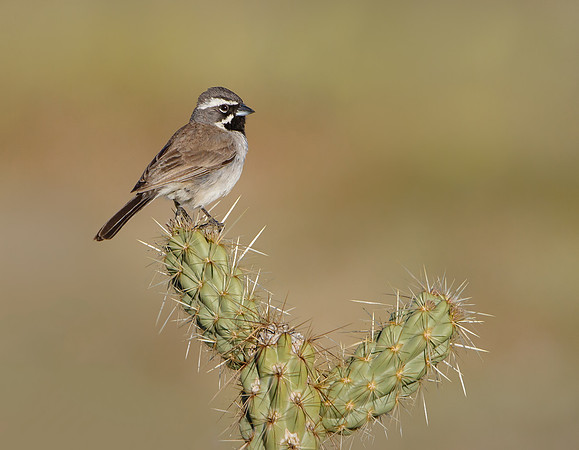 Black-throated Sparrow