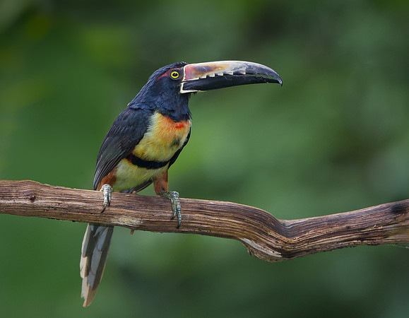 Collared Aracari