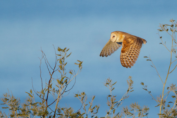 Barn Owl #1