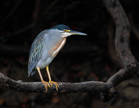 Striated Heron