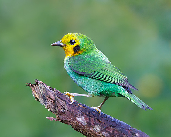 Multicolored Tanager (female)