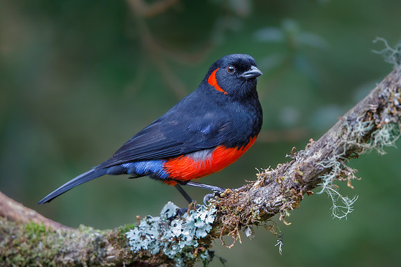 Scarlet-bellied Mountain-Tanager