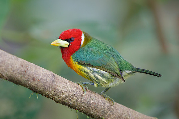 Red-headed Barbet (male)