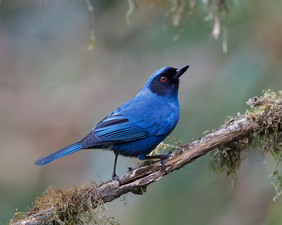 Masked Flowerpiercer