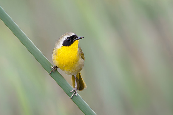 Common Yellowthroat