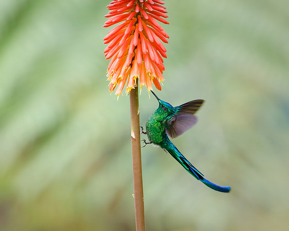 Long-tailed Sylph #2