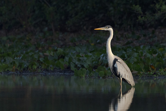 Cocoi Heron
