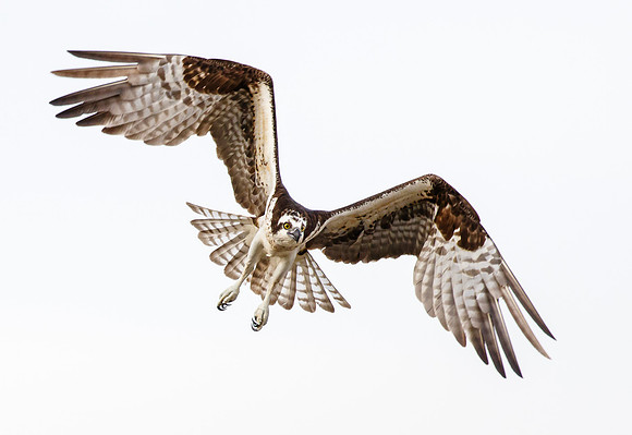 Osprey #1