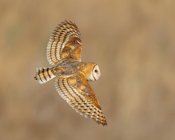Barn Owl #3