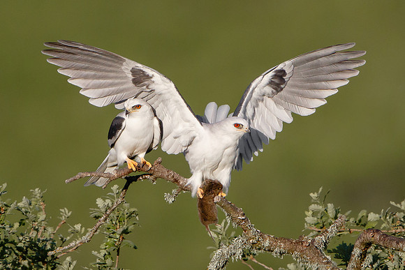 White-tailed Kites, courting pair