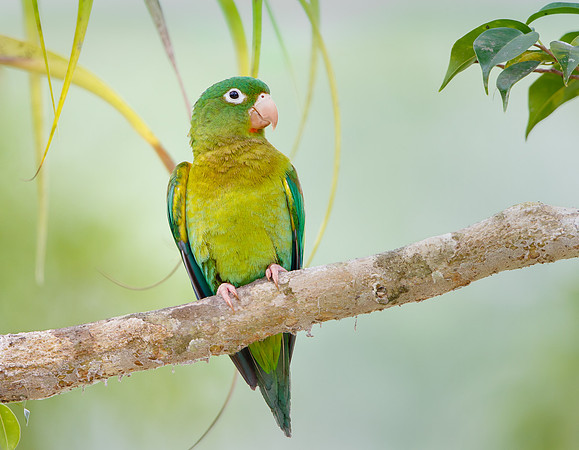 Orange-Chinned Parakeet