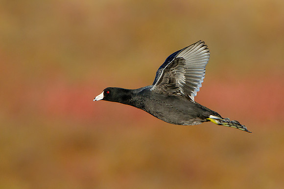 American Coot #2