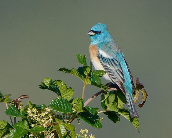 Lazuli Bunting