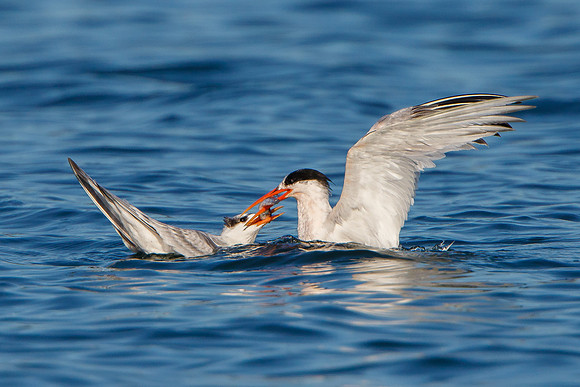 Elegant Tern, parent feeding young