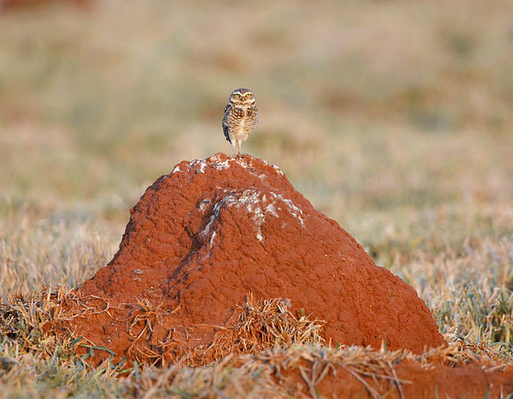 Burrowing Owl