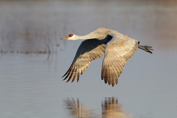 Sandhill Crane #2