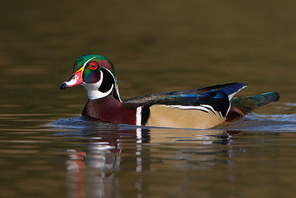 Wood Duck