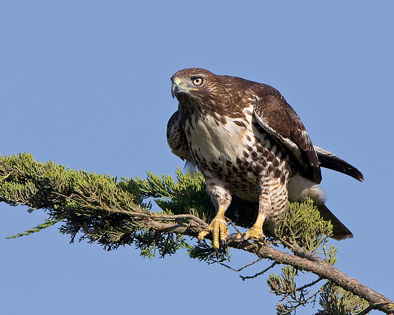 Red-Tailed Hawk