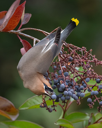 Cedar Waxwing