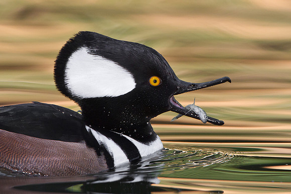 Hooded Merganser, with fish