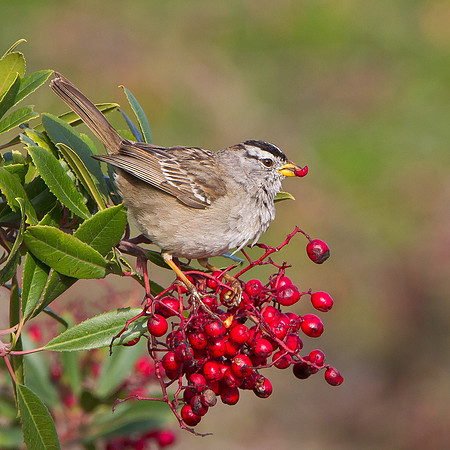 White-crowned Sparrow