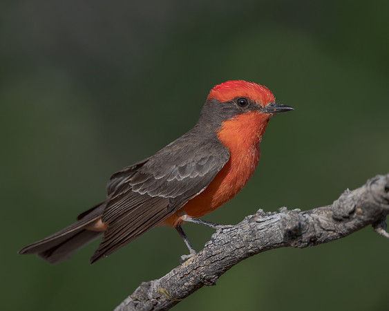 Vermilion Flycatcher