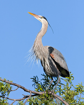 Great Blue Heron