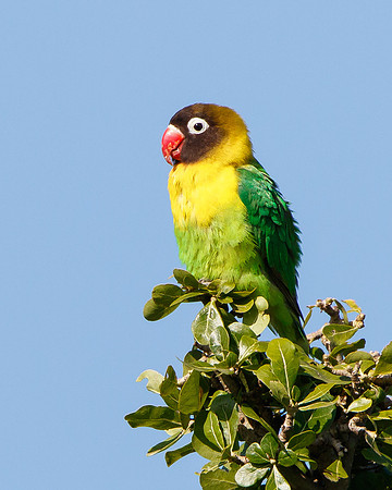 Yellow-collared Lovebird