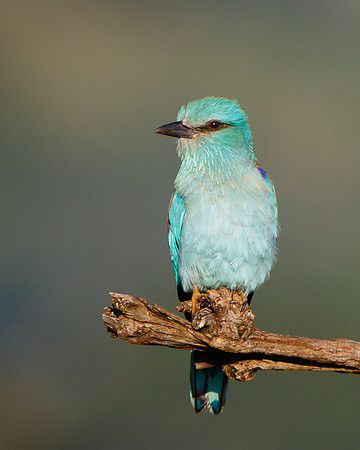 European Roller