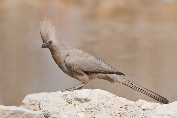 Grey Go-away-bird (Grey Lourie)