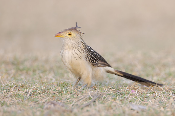 Guira Cuckoo