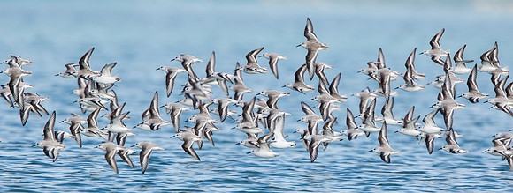 Sanderlings