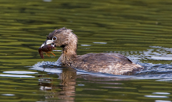 Pied-billed Grebe with Crayfish