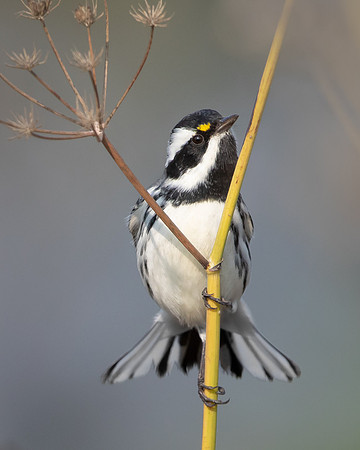 Black-throated Gray Warbler