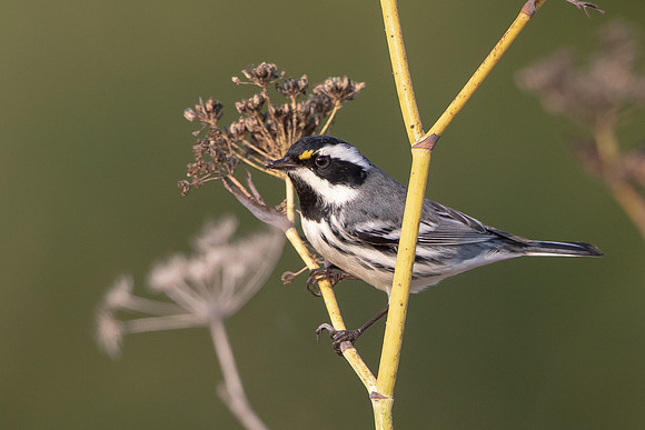 Black-throated Gray Warbler