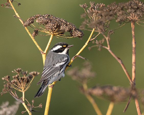 Black-throated Gray Warbler