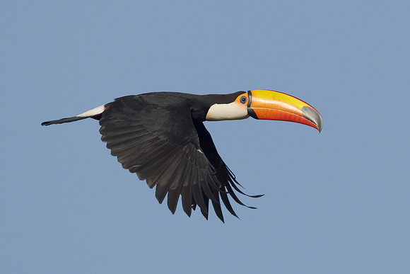 Toco Toucan