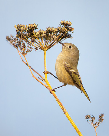 Ruby-crowned Kinglet