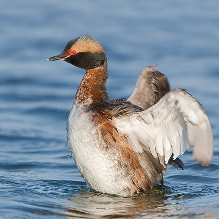 Horned Grebe