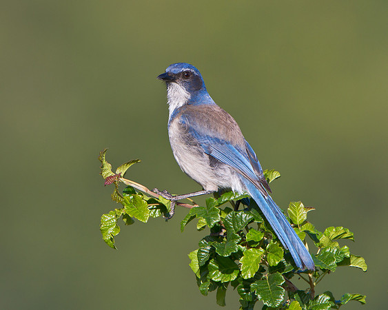 Western Scrub-Jay