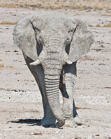 African Elephant, encrusted in mud