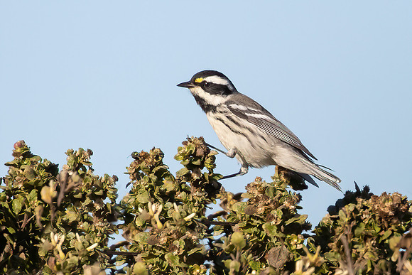 Black-throated Gray Warbler